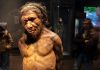 L’incontro tra sapiens e Neanderthal L'incontro tra sapiens e Neanderthal