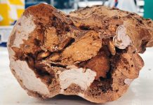Fossili di dinosauro: isolate proteine originali dopo 66 milioni di anni Fossili di dinosauro: isolate proteine originali dopo 66 milioni di anni