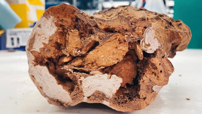 Fossili di dinosauro: isolate proteine originali dopo 66 milioni di anni
