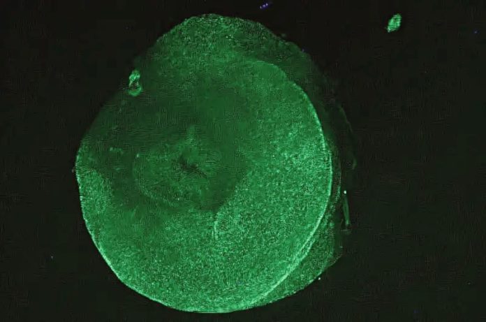 Cetriolo di mare: frammenti di tessuto sopravvivono per 3 anni in acqua non sterile