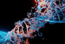RNA ribosomiale: un regolatore chiave del destino cellulare RNA ribosomiale: un regolatore chiave del destino cellulare