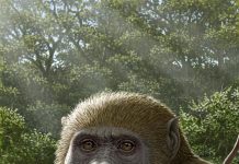 Masripithecus moghraensis: il tassello perduto dell’evoluzione Masripithecus moghraensis: il tassello perduto dell'evoluzione