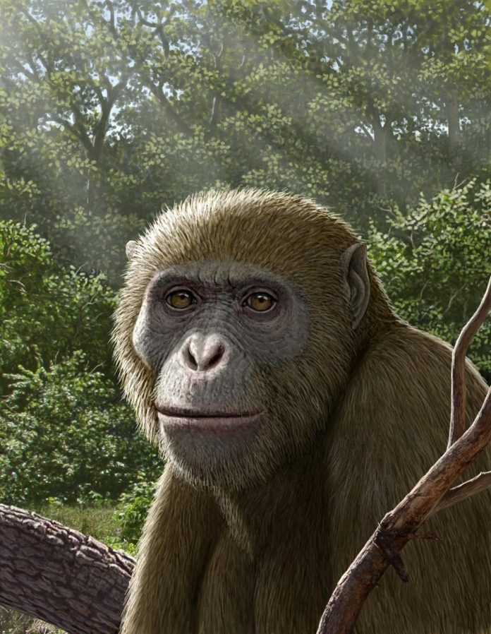 Masripithecus moghraensis: il tassello perduto dell'evoluzione